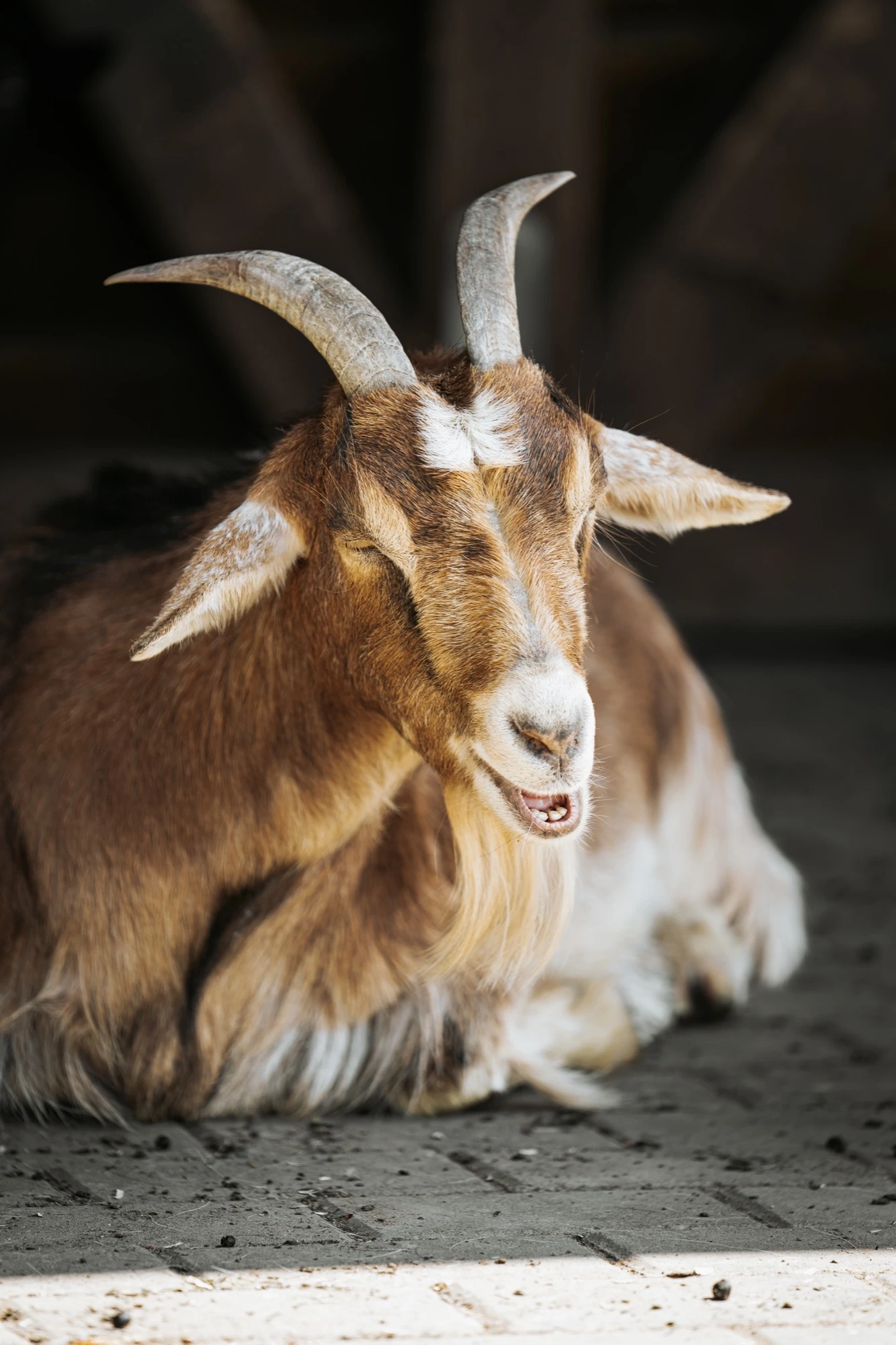 Ziege Portrait