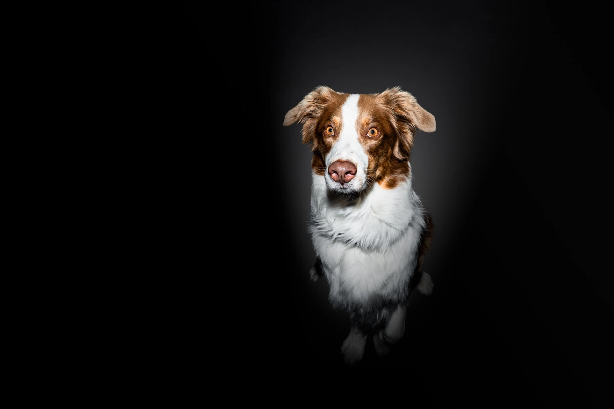 Australian Shepherd