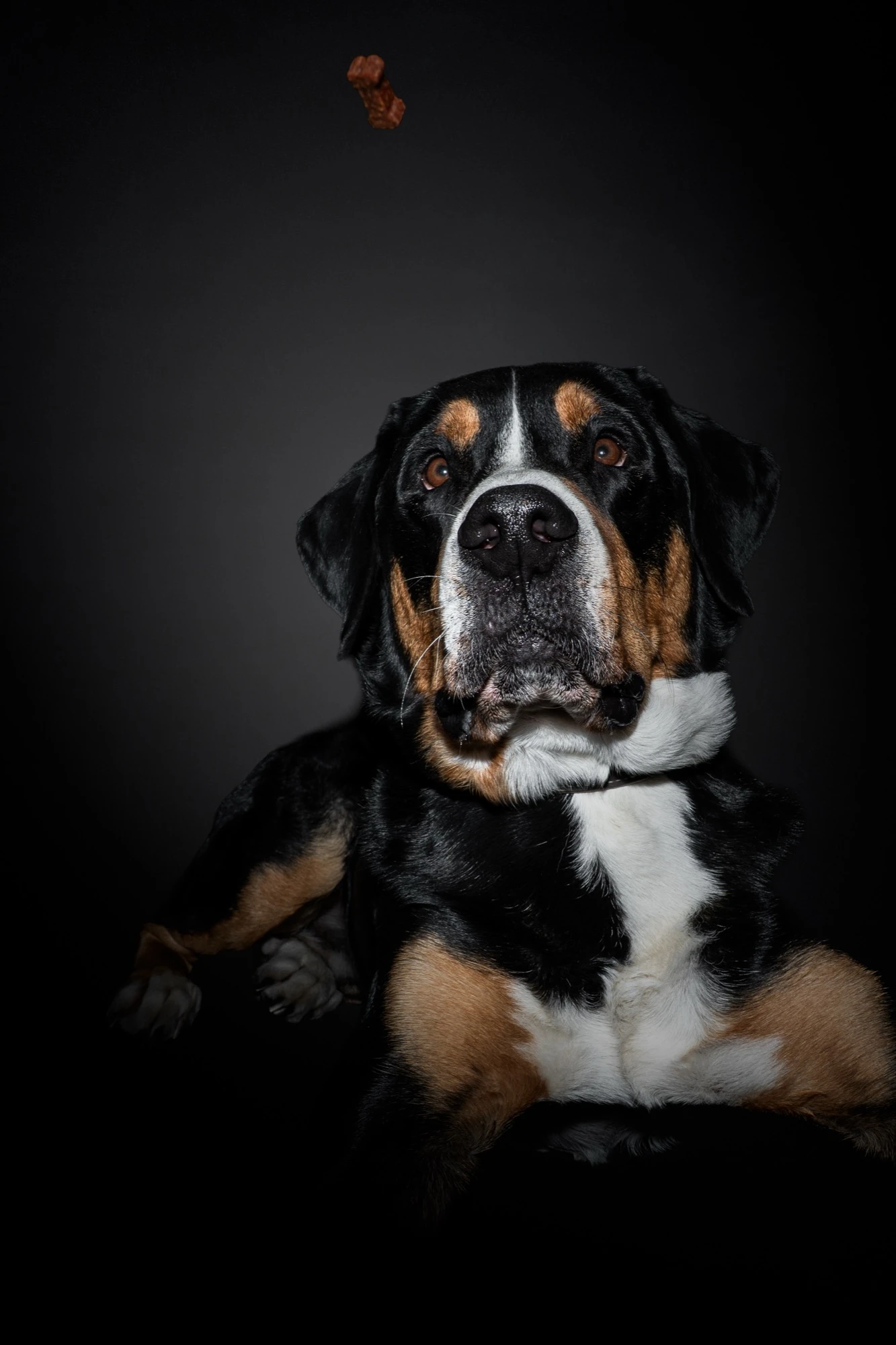 Berner Sennenhund fängt Leckerli