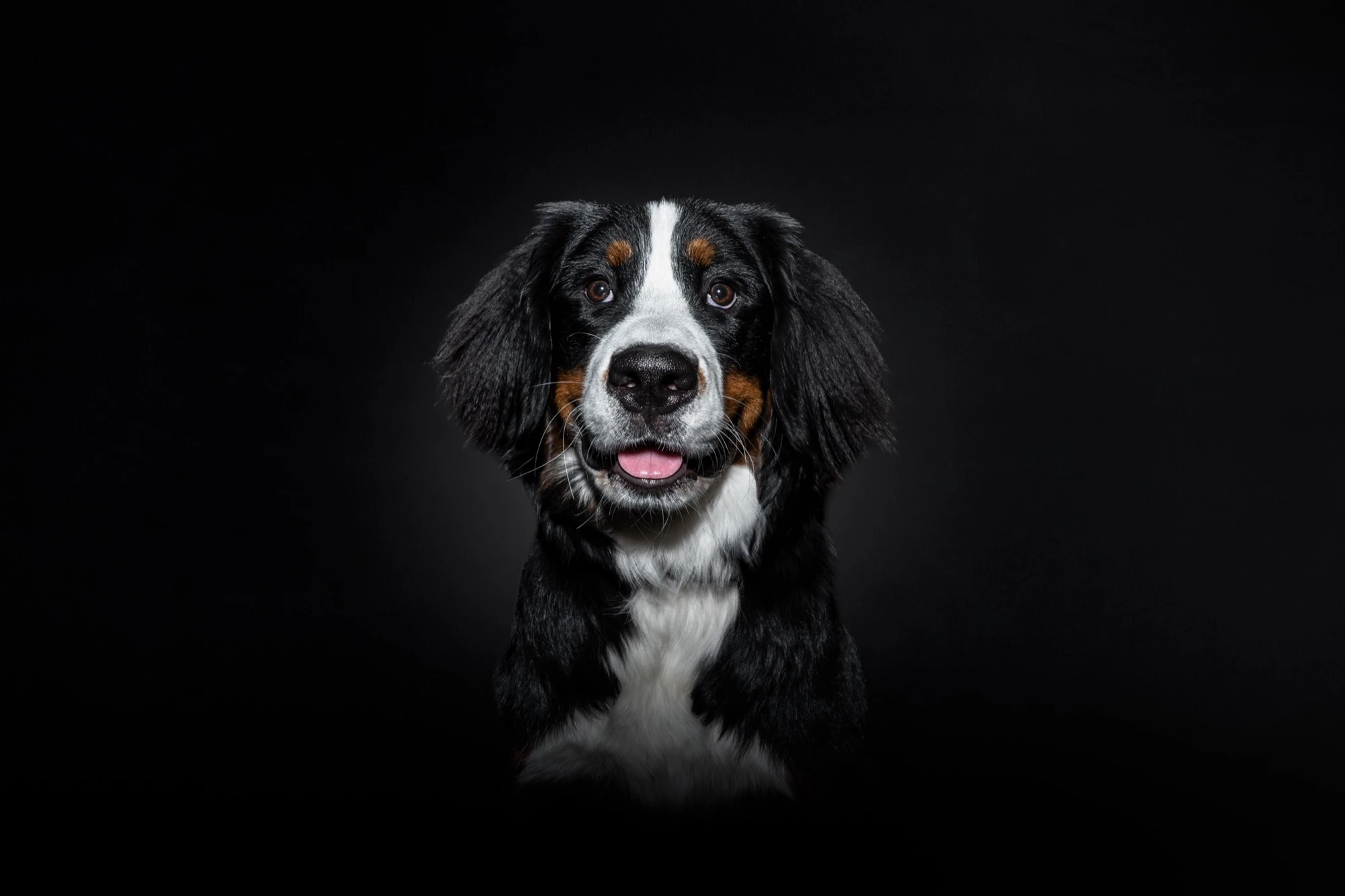 Berner Sennenhund Portrait