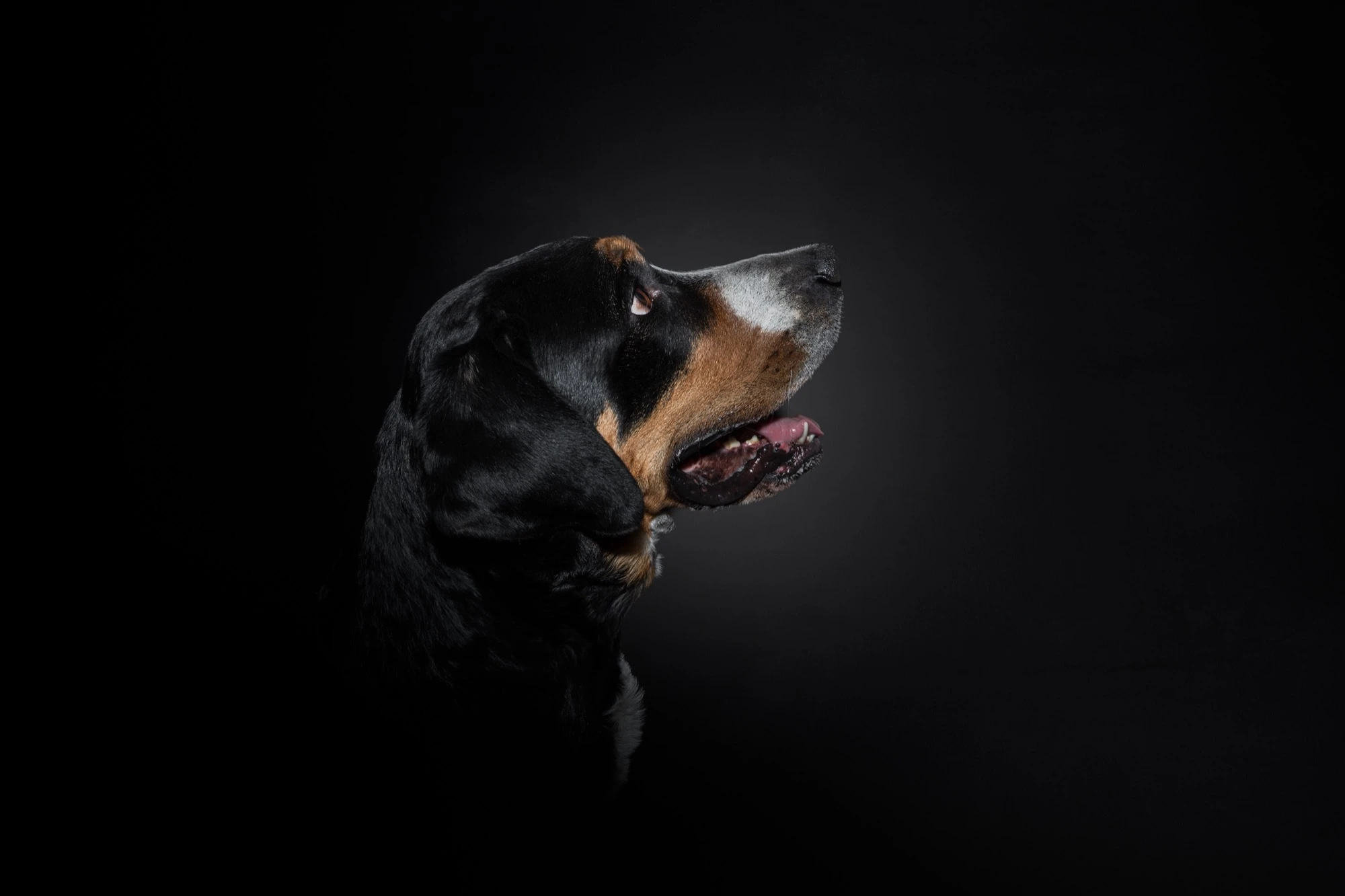 Hund Studio