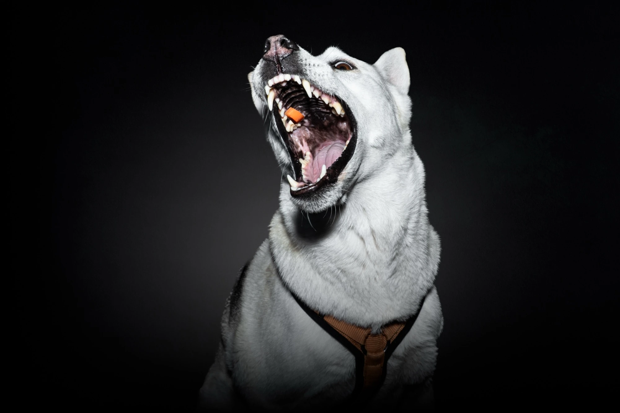 Husky schnappt