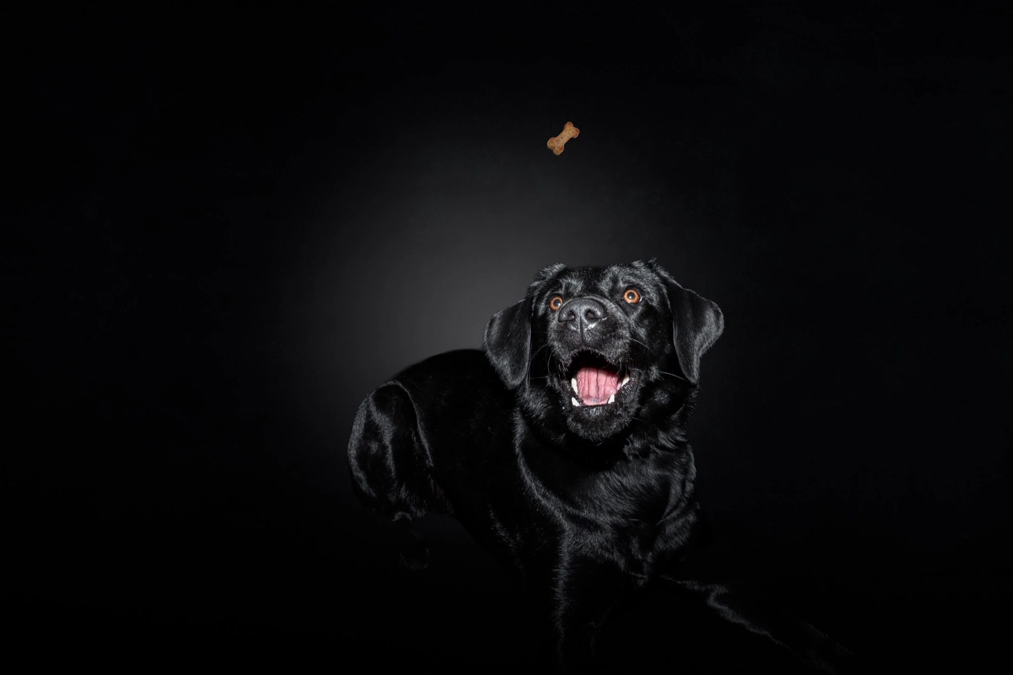 Schwarzer Labrador