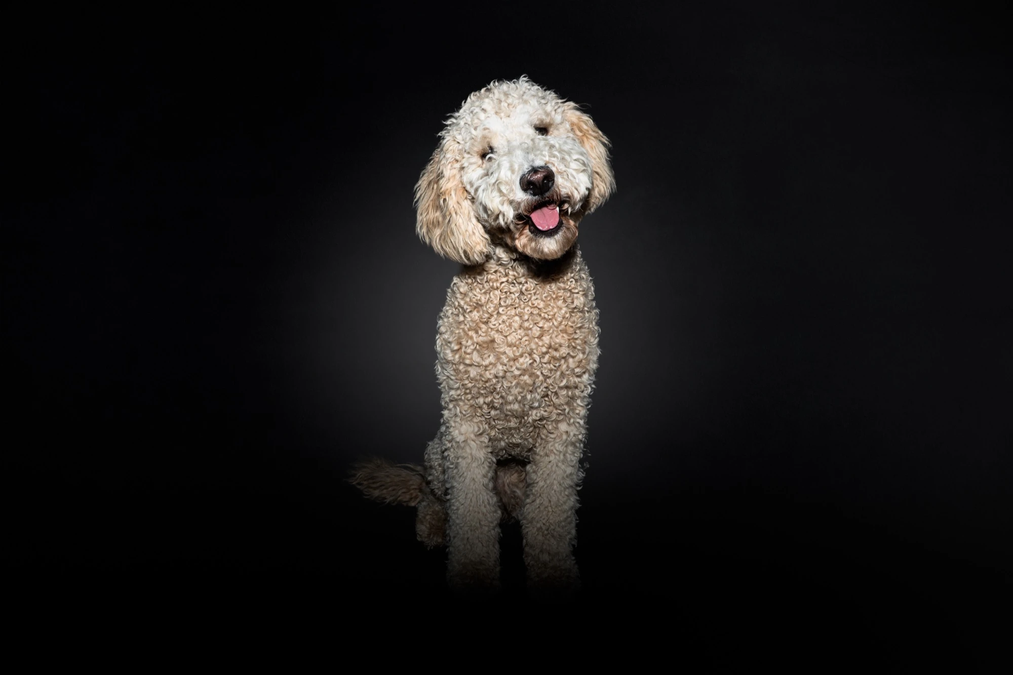 Pudel Portrait