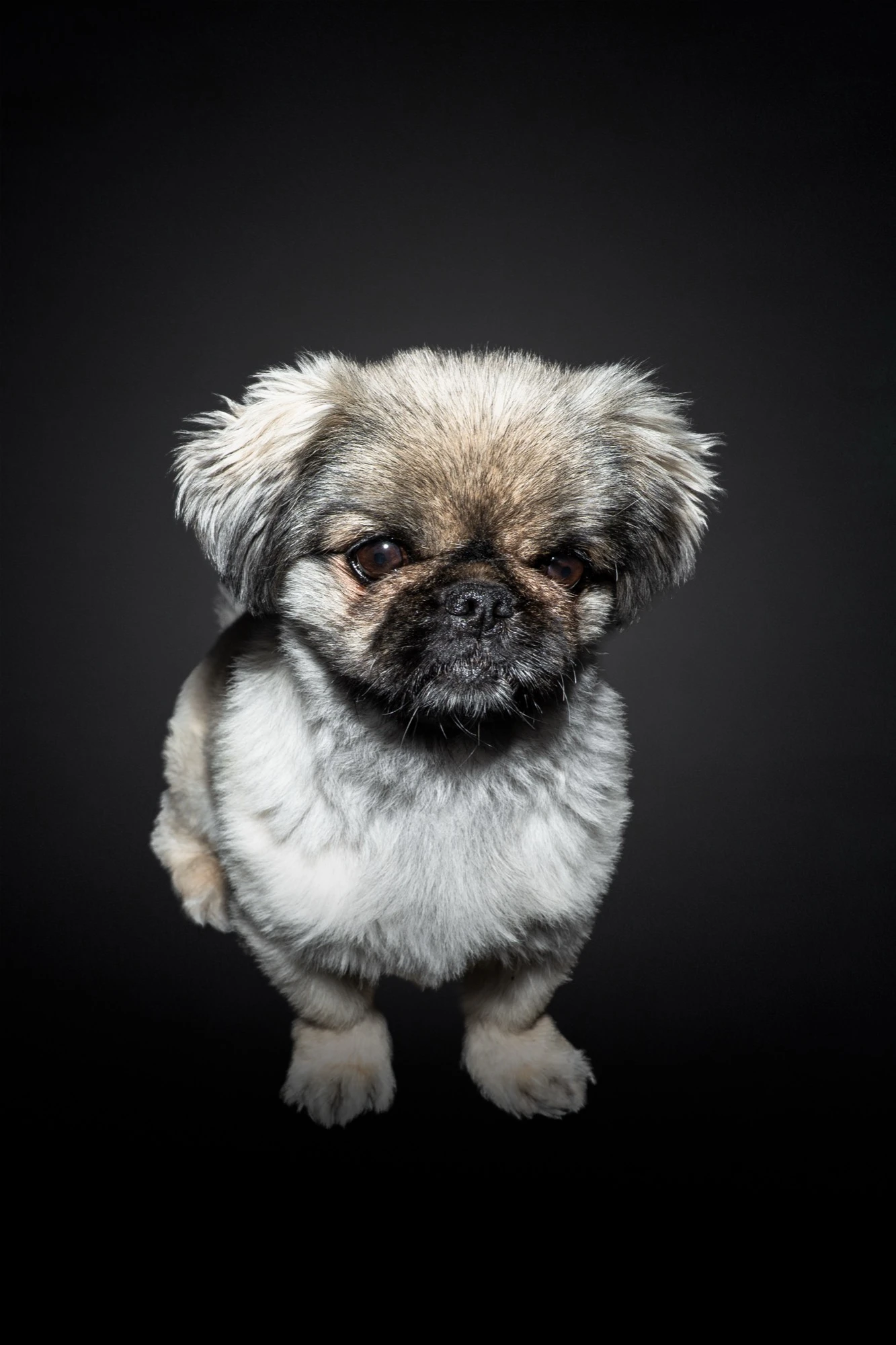 Shih Tzu Welpe