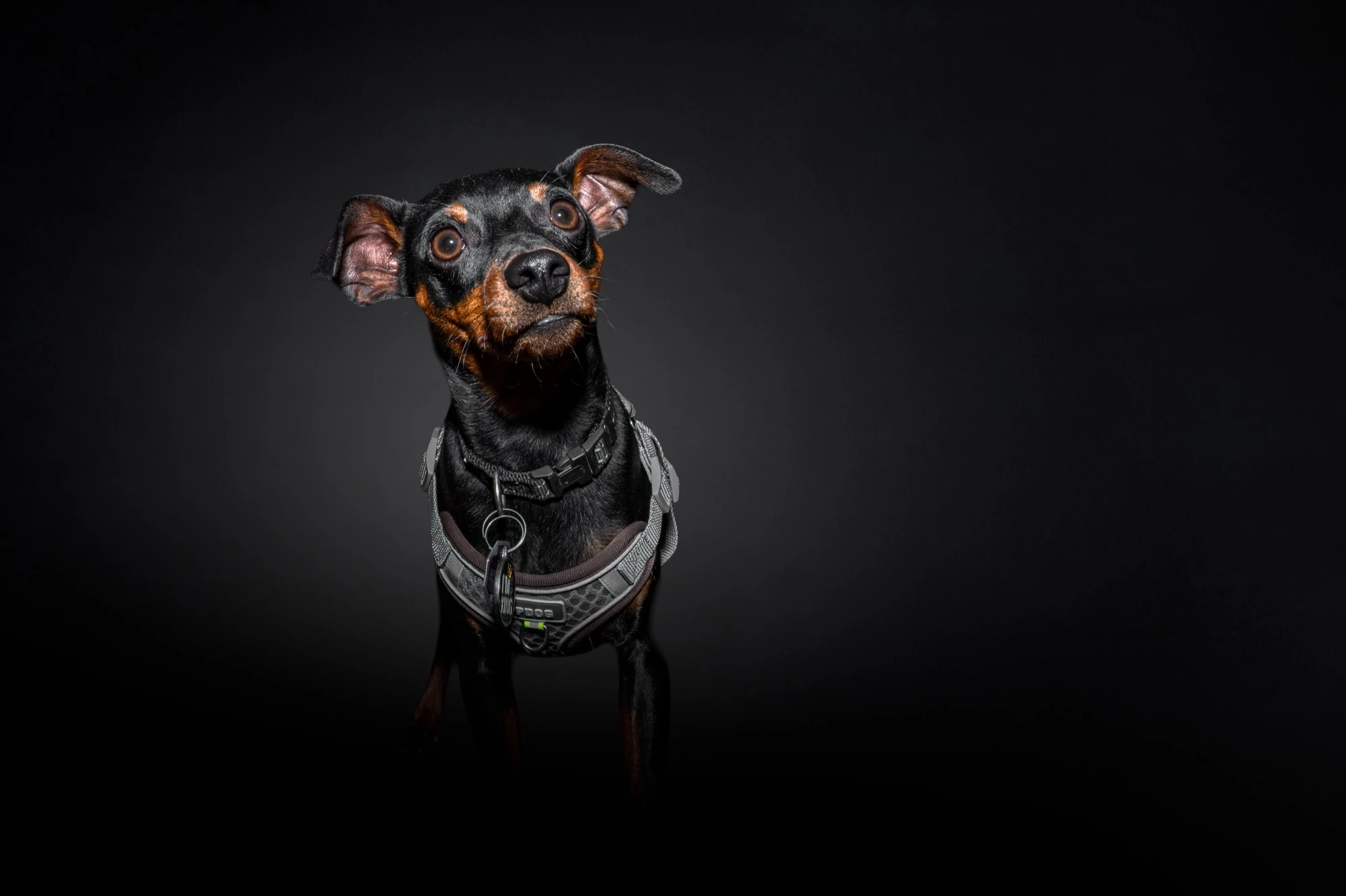 Zwergpinscher Portrait